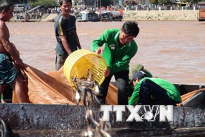 Nhân Tuần lễ Biển và Hải đảo Việt Nam 2014 Thả nhiều tôm, cua giống xuống vùng biển Cà Mau